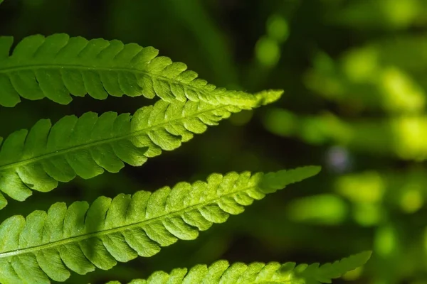 Green Fern Forest Fern Leaves Close Forest Plant — Stockfoto