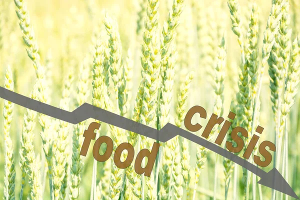 Food crisis. Wheat ears. The danger of world hunger. Food crisis concept