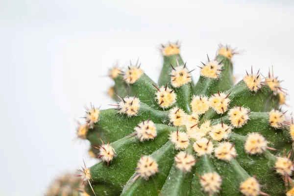 Green cactus on a white background. Prickly cactus for design