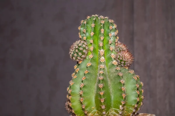 Stekelige Groene Cactus Thuis Plant Voor Thuis Decor Stekelige Cactus — Stockfoto