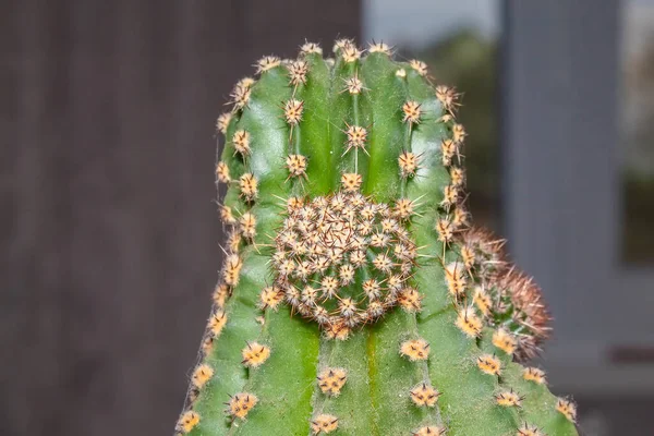 Green Cactus Grows Home Houseplant Window Cactus Decoration — Stockfoto