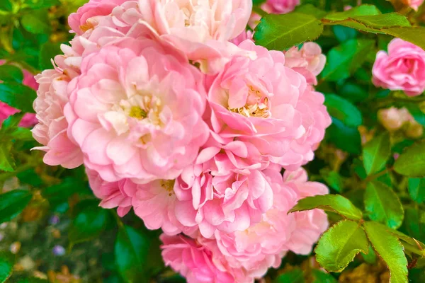 Bellissimi Fiori Primaverili Giardino Rose Vicino Petali Rosa — Foto Stock
