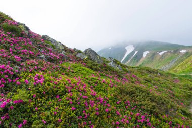 Chornogora 'da çiçek açan pembe rhododendron çiçekleri. Arka planda Hoverla, Ukrayna ve Avrupa 'nın en yüksek zirvesine sahip Karpat dağlarının tapılası yaz manzarası.