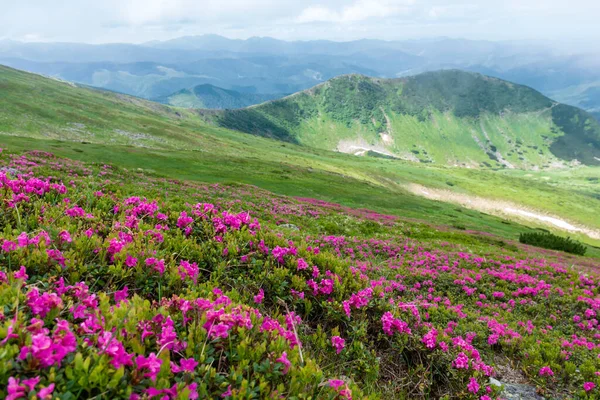 Blooming Pink Rhododendron Flowers Chornogora Range Adorable Summer View Carpathian — ストック写真