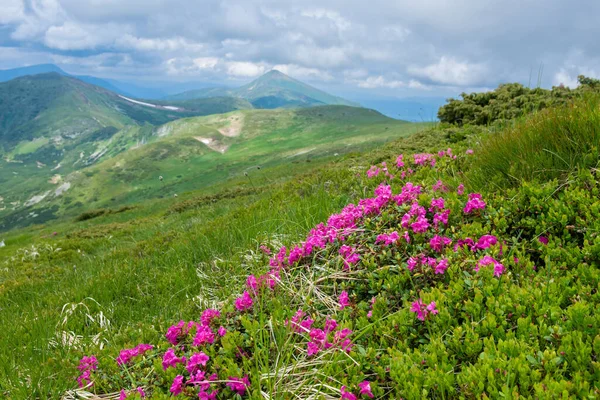 Blooming Pink Rhododendron Flowers Chornogora Range Adorable Summer View Carpathian — ストック写真