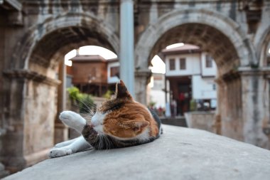 Kedi, Antalya 'nın popüler tatil beldesi Antalya' nın Kaleici ilçesindeki Hadrian Kapısı 'nın zemininde esniyor