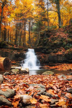 Dağlardaki panoramik sonbahar manzarası, dikey sonbahar manzarası, Ukrayna, Avrupa, Karpatya dağları