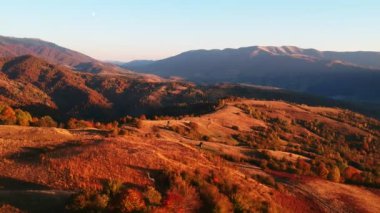 Güzel turuncu ve kırmızı sonbahar ormanı, turuncu tepelerde birçok ağaç, Ukrayna