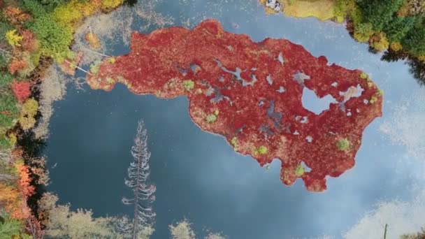 Горное Озеро Карпатах Красочная Осень Видео Беспилотника — стоковое видео