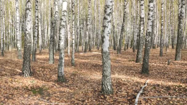 Arbres Blancs Élancés Bouleau Bosquet Automne — Video