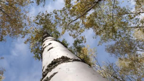 Slanke Witte Bomen Berken Bos Herfst — Stockvideo