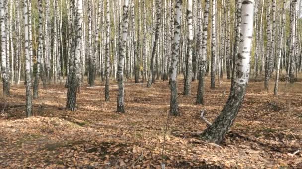 Стрункі Білі Дерева Березовий Гай Восени — стокове відео