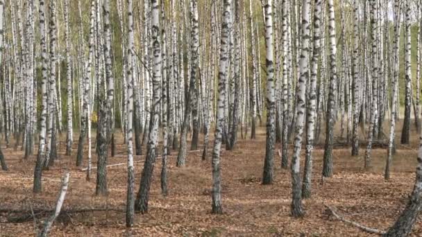 Стрункі Білі Дерева Березовий Гай Восени — стокове відео