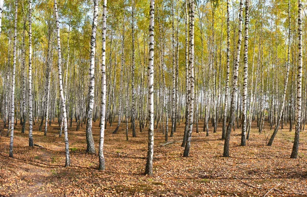 Esbeltas Árvores Brancas Bétula Arvoredo Outono 2021 — Fotografia de Stock