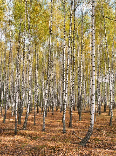 Esbeltas Árvores Brancas Bétula Arvoredo Outono 2021 — Fotografia de Stock