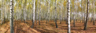 2021 sonbaharında incecik beyaz ağaçlar huş ağacı koruluğu