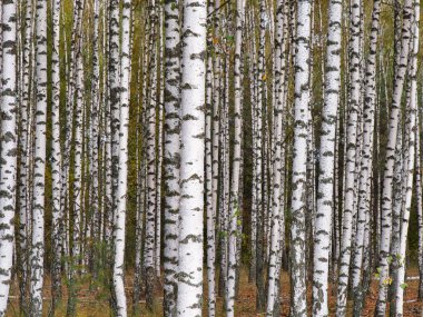 2021 sonbaharında incecik beyaz ağaçlar huş ağacı koruluğu