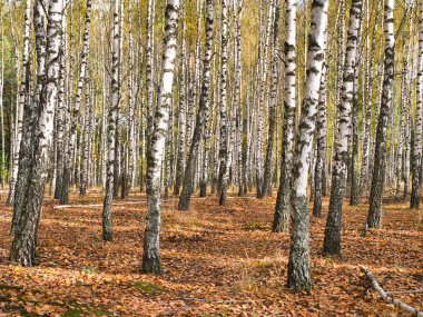 2021 sonbaharında incecik beyaz ağaçlar huş ağacı koruluğu