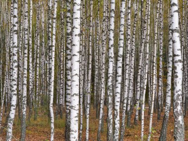 2021 sonbaharında incecik beyaz ağaçlar huş ağacı koruluğu