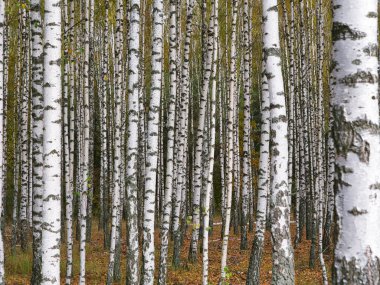 2021 sonbaharında incecik beyaz ağaçlar huş ağacı koruluğu