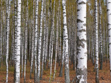 2021 sonbaharında incecik beyaz ağaçlar huş ağacı koruluğu