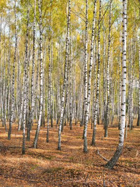 2021 sonbaharında incecik beyaz ağaçlar huş ağacı koruluğu