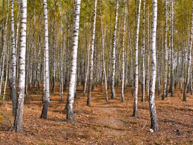 2021 sonbaharında incecik beyaz ağaçlar huş ağacı koruluğu