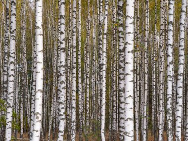 2021 sonbaharında incecik beyaz ağaçlar huş ağacı koruluğu