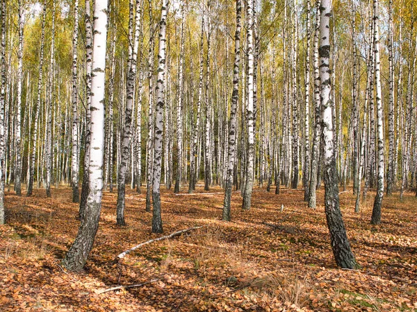 Slanke Witte Bomen Berken Bos Herfst 2021 — Stockfoto