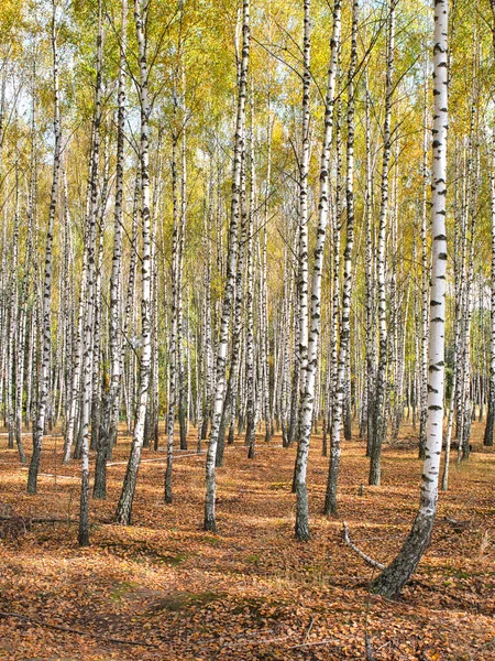 Esbeltas Árvores Brancas Bétula Arvoredo Outono 2021 — Fotografia de Stock