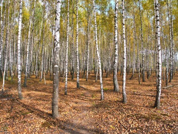 Slanke Witte Bomen Berken Bos Herfst 2021 — Stockfoto