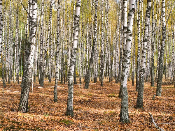 Slanke Witte Bomen Berken Bos Herfst 2021 — Stockfoto