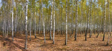 2021 sonbaharında incecik beyaz ağaçlar huş ağacı koruluğu