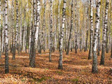 2021 sonbaharında incecik beyaz ağaçlar huş ağacı koruluğu