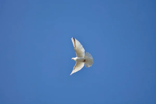 White Dove Flight Blue Sky 2021 — Stock Photo, Image