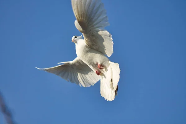 2021年白鸽在蓝天下飞翔 — 图库照片