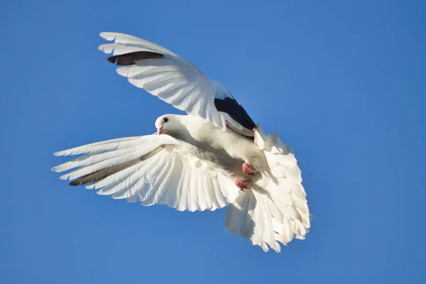 White Dove Flight Blue Sky 2021 — Stock Photo, Image