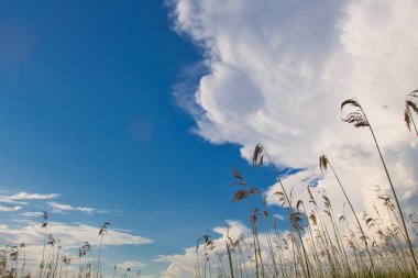 2021 yeşil bir alanda güzel beyaz bulutlar