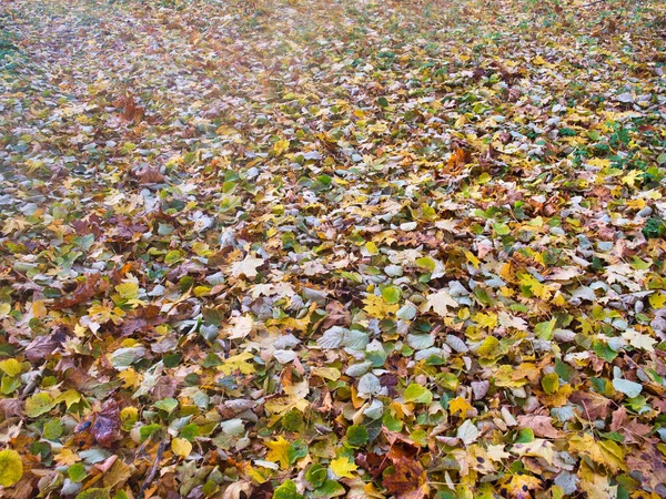 Rotgelbes Herbstlaub Auf Dem Boden 2021 — Stockfoto