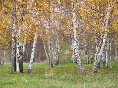 2021 yeşil çimenlikteki güzel beyaz huş ağaçları
