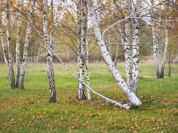 Mooie Witte Berkenbomen Een Groen Grasveld 2021 — Stockfoto