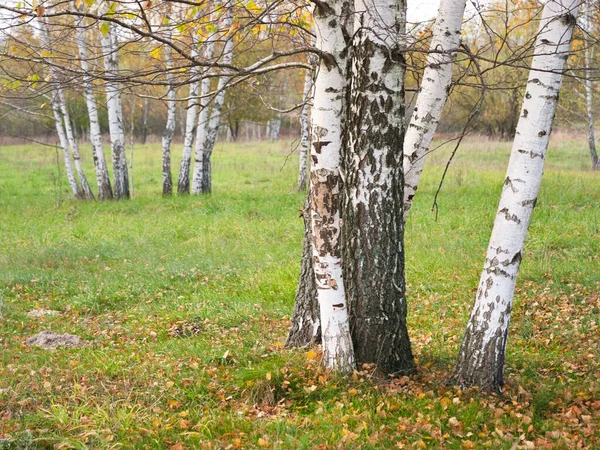 Mooie Witte Berkenbomen Een Groen Grasveld 2021 — Stockfoto