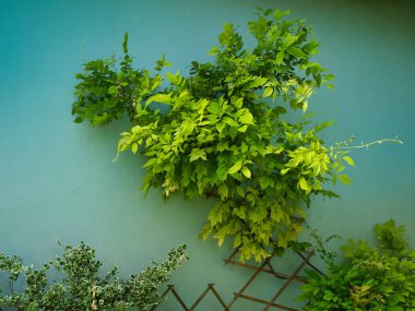 2021 bahçesindeki yeşil bölgenin tasarım elementleri