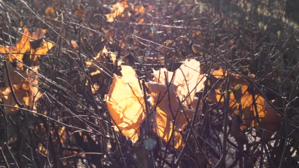 Golden autumn indian summer spider web glistens in the sun — Stock Video