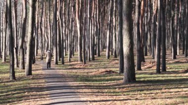 Sonbahar parkında güneşte ince ağaçlar