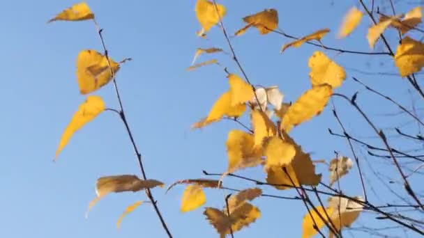 空を背景に太陽の光に照らされた黄色の葉 — ストック動画