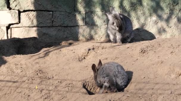 Rabbits at their burrows in their natural environment — Stock Video