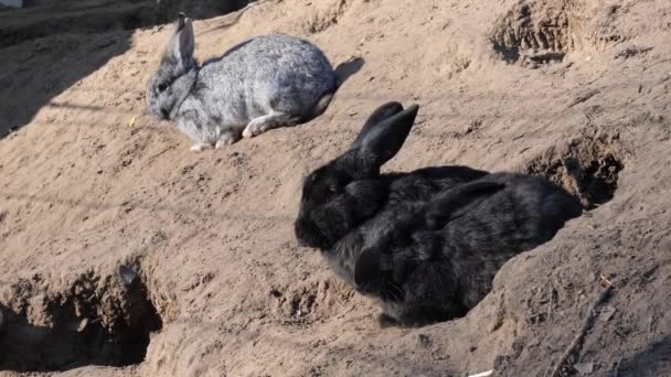 Coelhos em suas tocas em seu ambiente natural — Vídeo de Stock