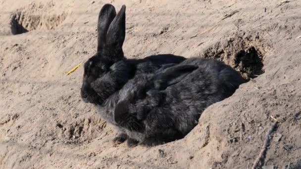 Conejos en sus madrigueras en su entorno natural — Vídeos de Stock