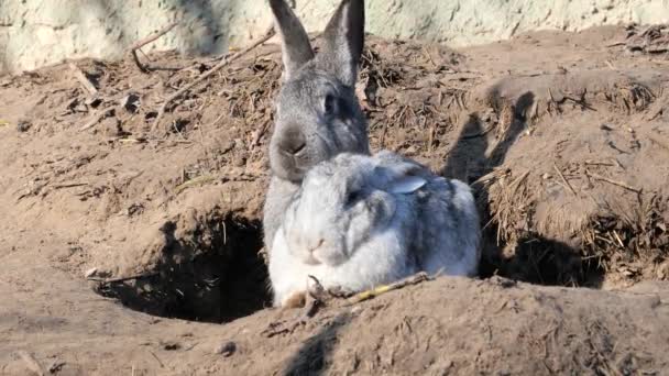 2021 Deki Doğal Ortamlarında Yuvalarında Tavşanlar — Stok video